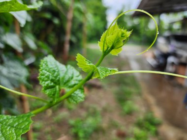 Phak Hai amazing vegetable green vegetable shoots