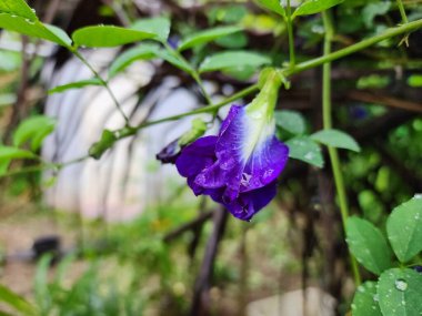 Kelebek çiçekleri mor çiçekler güzel menekşe yağmurlu açık hava bahçeleri.