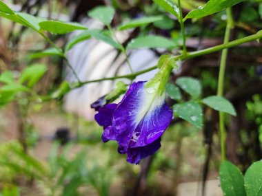 Kelebek çiçekleri mor çiçekler güzel menekşe yağmurlu açık hava bahçeleri.