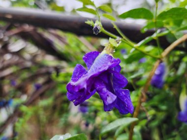 Kelebek çiçekleri mor çiçekler güzel menekşe yağmurlu açık hava bahçeleri.