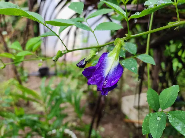 stock image butterfly pea flowers purple flowers beautiful violet rainy outdoor gardening