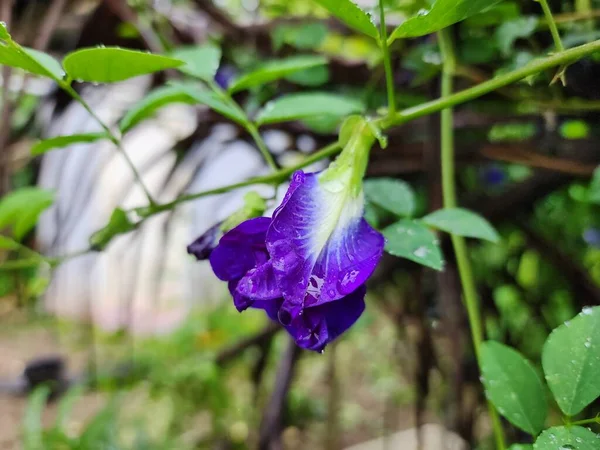 Fiori Pisello Farfalla Fiori Viola Bella Viola Pioggia Giardinaggio All — Foto Stock