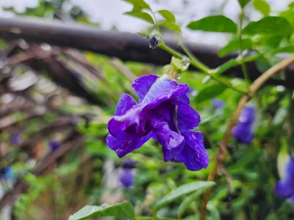 stock image butterfly pea flowers purple flowers beautiful violet rainy outdoor gardening