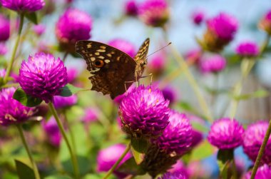 Gomphrena globosa, hava temizleyici ağaç, bahçe için, siyah zemin kullanın