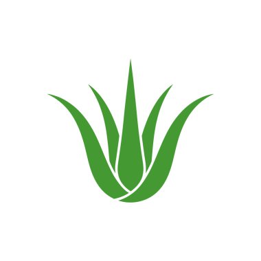 Temiz beyaz arka planda izole edilmiş yeşil aloe vera bitki vektör çizimi güzellik, sağlık ve sağlıkla ilgili tasarımlar için mükemmeldir..