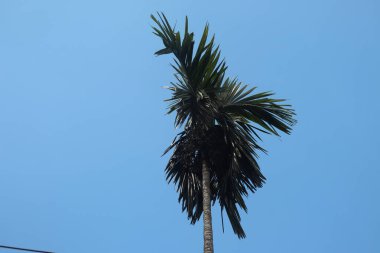 Areka palmiyesi açık mavi gökyüzüne karşı, tohumları sarkan tropikal bitki