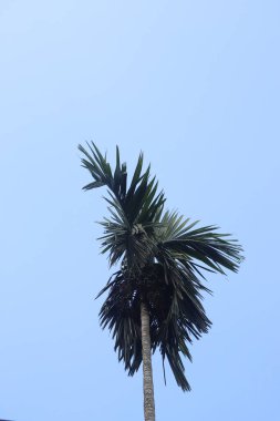 Mavi gökyüzüne karşı meyveli bir palmiye ağacına bakıyorum.