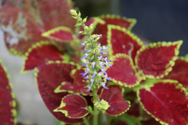 Close up of blooming coleus plant with vibrant red and green foliage