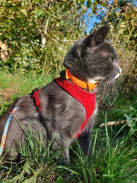 Çimlerin üzerindeki kedi