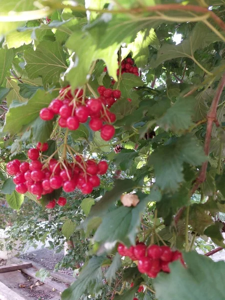 kırmızı meyveler bir ağaç dalında