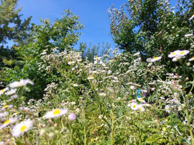 Çayırdaki papatya tarlaları