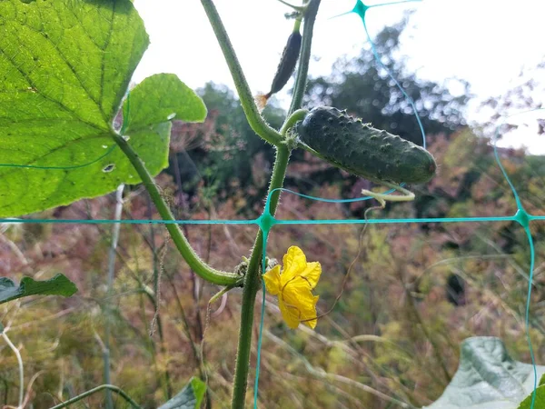 Güzel botanik fotoğrafı, doğal duvar kağıdı.