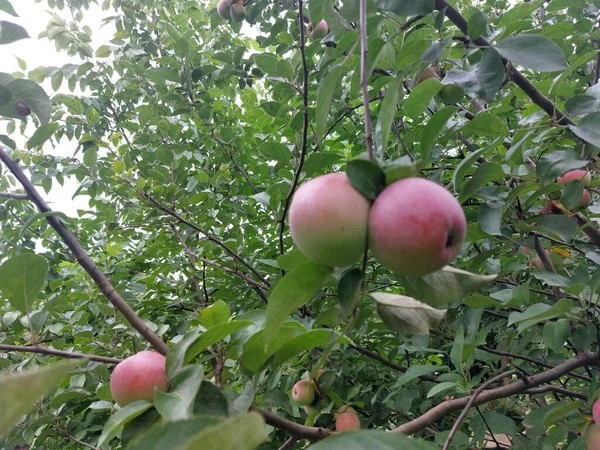 Apfelbaum Mit Grünen Blättern — Stockfoto
