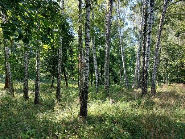 Belle Forêt Dans Parc — Photo