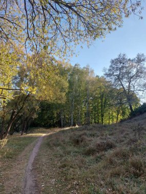 Ağaçlar ve yapraklarla dolu sonbahar manzarası