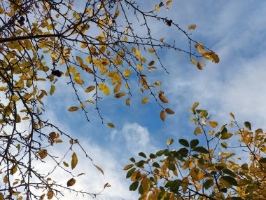 Sonbahar yaprakları, sonbahar bitkileri