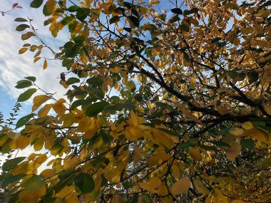 Sonbahar yaprakları, sonbahar bitkileri