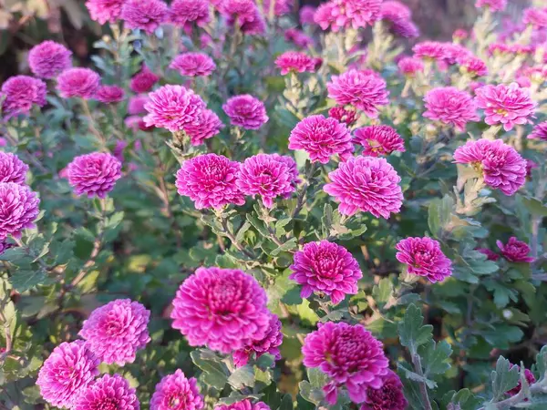 Bahçedeki pembe çiçek