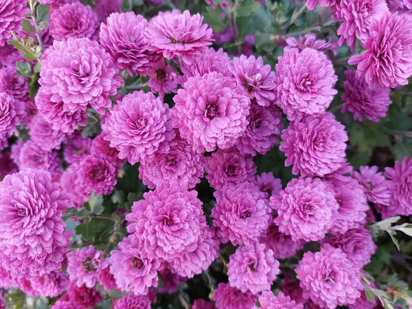 pembe krizantem Bahçe