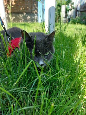 Yeşil çimenlikteki şirin kedi