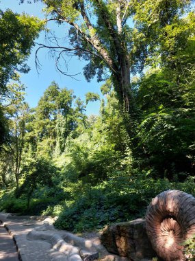 Ormandaki yeşil çimlerin güzel bir görüntüsü.