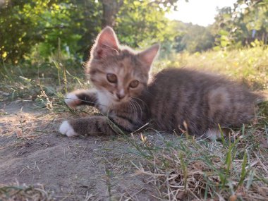 Bahçedeki sevimli kedi yavrusu.