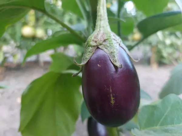 Bahçede yeşil patlıcan