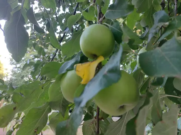 sonbaharda bir ağacın elmaları