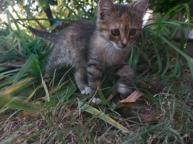 Kedi, kedi, hayvan, evcil hayvan, hayvan, doğa, hayvan, evcil, kedi, kedi, kedi, kedi, kedi, kedi, şirin