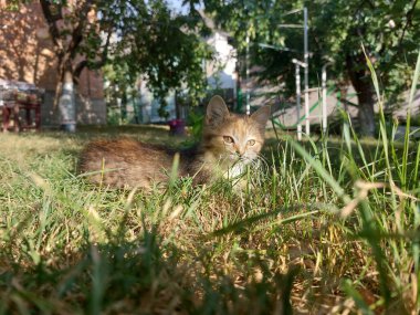 Çimlerdeki kedi