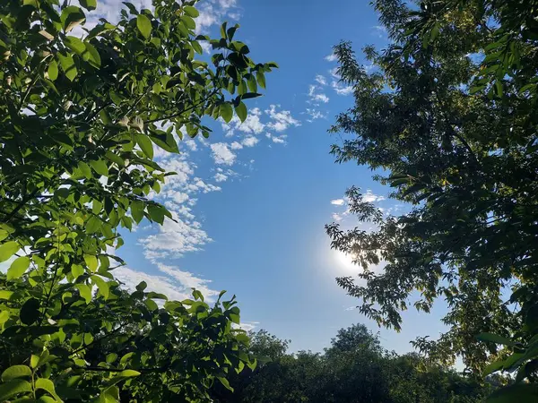 Güzel botanik fotoğrafı, doğal duvar kağıdı.