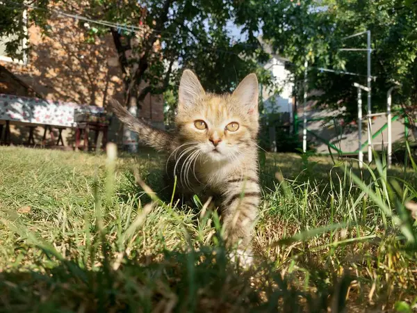 Şirin bir kedi yavrusu çimenlerde yürüyor.