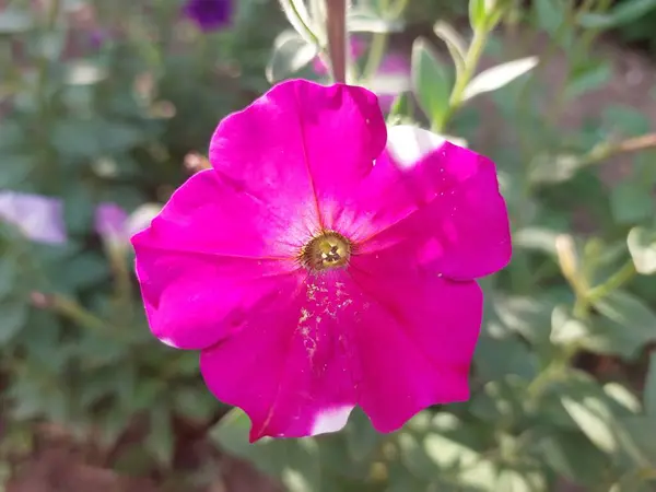 Bahçedeki güzel pembe çiçek