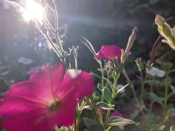 Güzel botanik fotoğrafı, doğal duvar kağıdı.