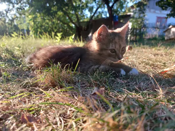 Sokaktaki sevimli kedi Uluslararası Kedi Günü