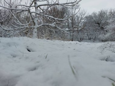 Kışın bir ormanın güzel manzarası