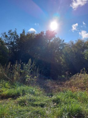 Ağaçlarla kaplı güzel bir manzara.