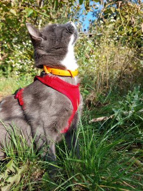 Mavi gözlü sevimli kedi.