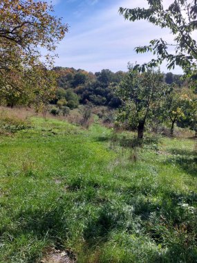Ağacı ve mavi gökyüzü olan güzel bir manzara.