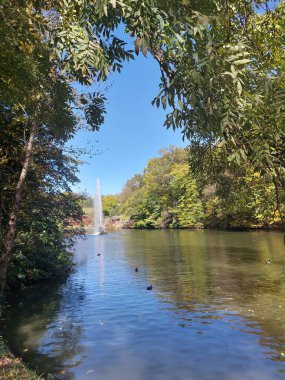 Ağaçlar ve ormanlarla dolu güzel bir manzara.