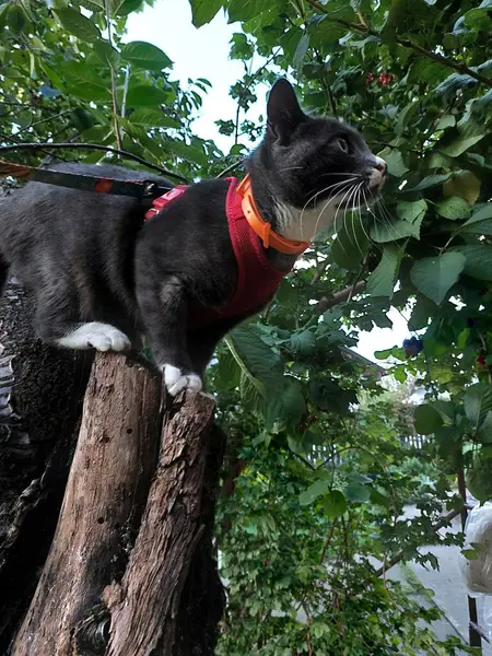 Bahçedeki kedi
