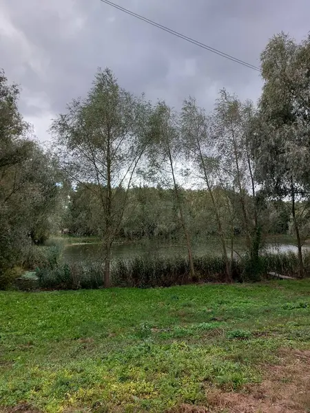 Ormanda nehri olan güzel bir manzara.
