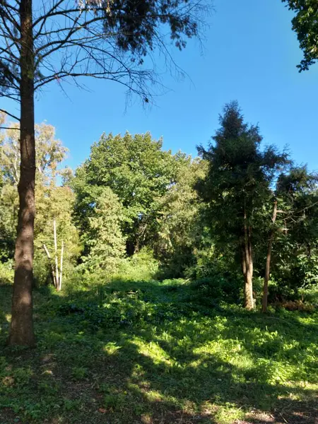 Parktaki sonbahar ormanı
