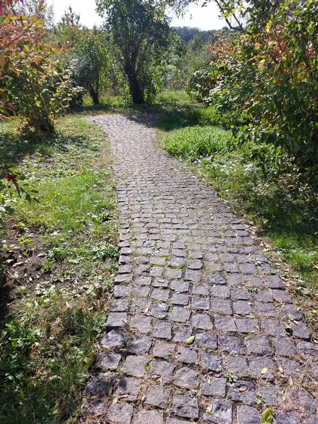 Ormanda yol