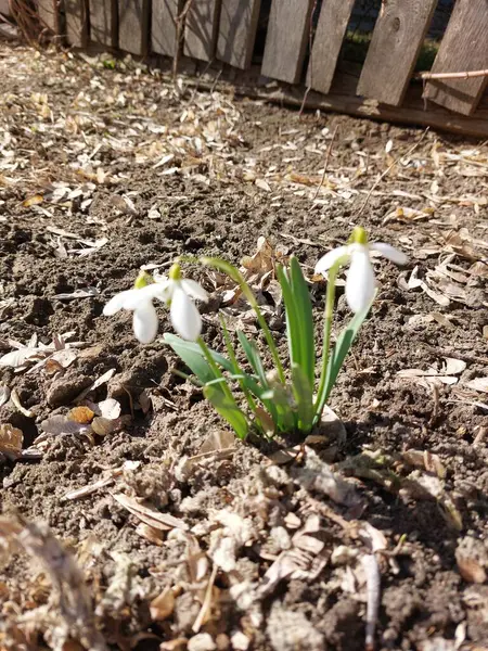 spring snowdrops in the garden