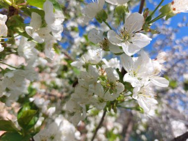 İlkbaharda kiraz çiçeği