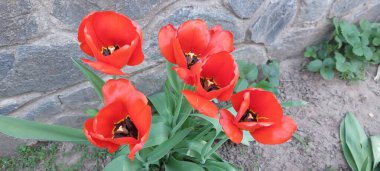 Bahçedeki kırmızı laleler