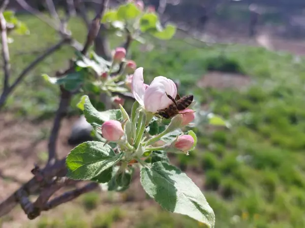 Bahçedeki güzel çiçekler