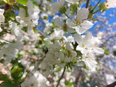 İlkbaharda kiraz çiçeği