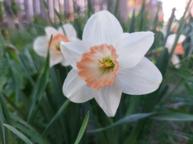 Bahçede bahar çiçekleri